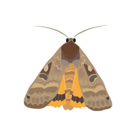 Large yellow underwing illustration