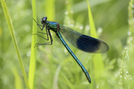 Banded demoiselle by Philip Moore