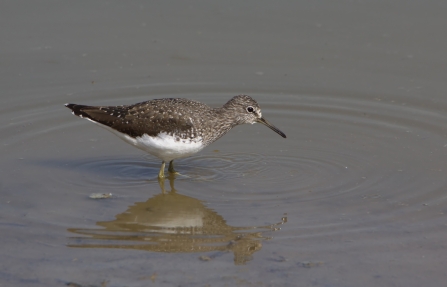 Green sandpiper wading through shallow water by Pete Walkden