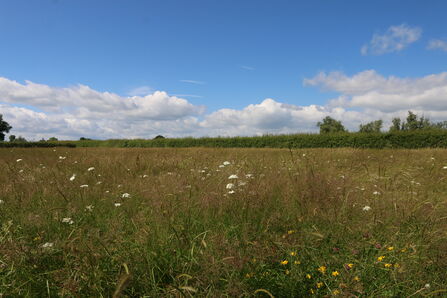 Corky-fruited water dropwort in a field at Hardwick Green Meadows by Wendy Carter