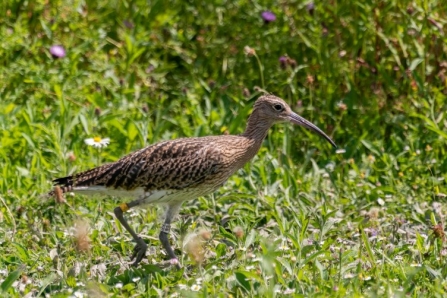 Curlew with coloured rings on legs by Sam Walker