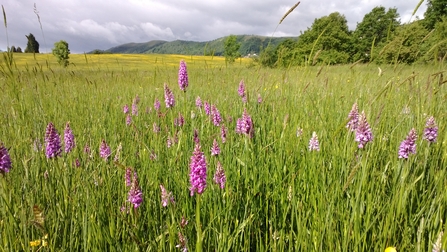 Orchids on Malvern Common by Alison Uren