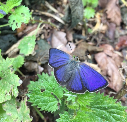 Purple hairstreak butterfly by Scott Dallow