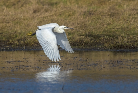 Little egret in flight by Bob Tunstall