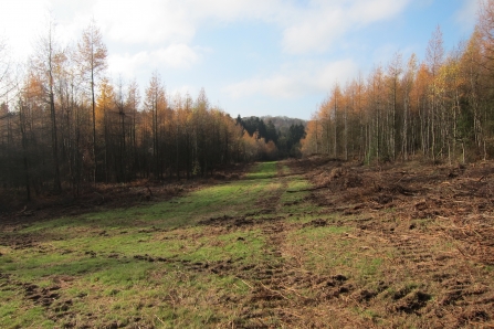 Wide ride in Shatterford Wood by Katie Ainsworth