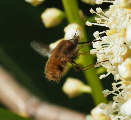 Dark-edged bee-fly drinking nectar from cream-coloured cherry laurel flower by Jean Young
