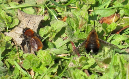 Dotted bee-fly sitting next to a tawny mining bee by Jean Young