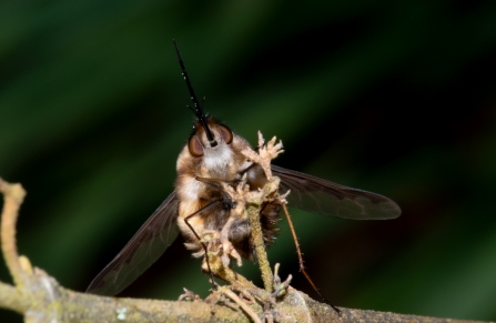 Dark-edged bee-fly looking upwards by Gary Farmer