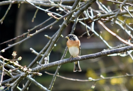 Brambling sat in a tree by Gary Farmer