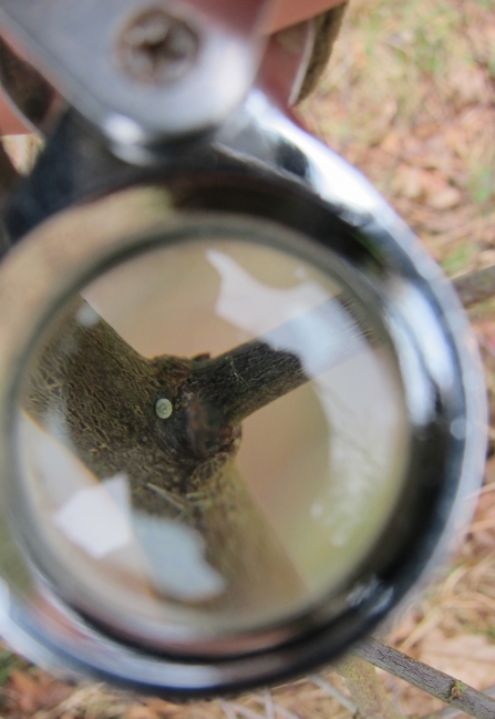 A brown hairstreak egg seen through a hand lens