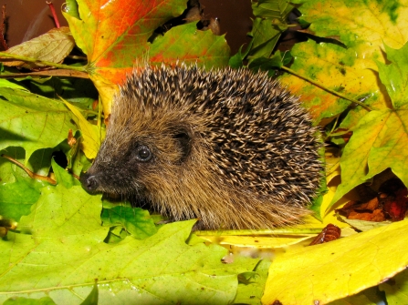 Hedgehog amongst leaves by Rosemary Winnall