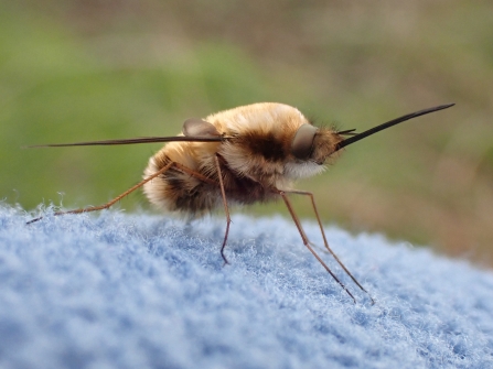 Side-on view of a dark-edged bee-fly by Jean Young