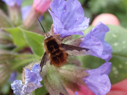 Dark-edged bee-fly sitting amongst lilac Pulmonaria flowers by Jean Young