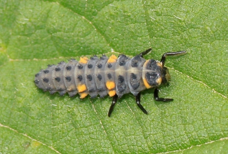 7 spot ladybird larva by Wendy Carter