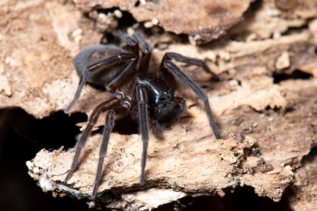 Laceweb spider by Gary Farmer