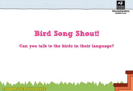 Picture showing the title "Bird Song Shout"