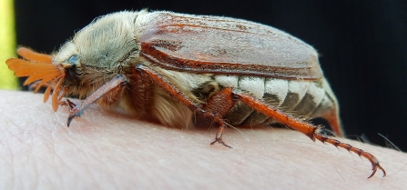 Cockchafer by Jean Young