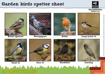Spotter sheets of common birds