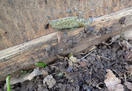 One green cellar slug on wood and one in the soil beneath by Rosemary Winnall