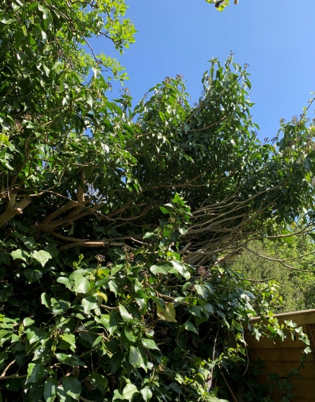 Ivy hedge in garden by Anne Williams