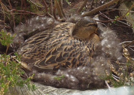 Female mallard on nest surrounded by down by Jean Young