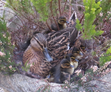 Mallard with ducklings in a nest by Jean Young