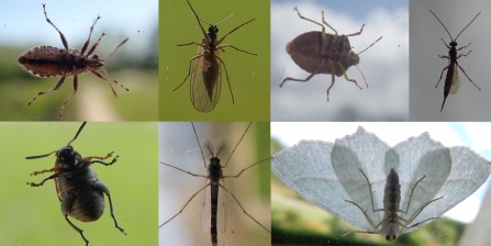 Selection of the undersides of insects taken through windows by Jean Young