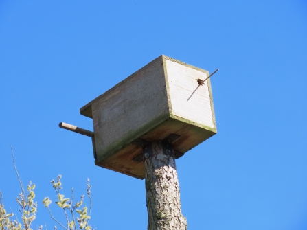 Kestrel nest box on top of a tree trunk by Rosemary Winnall