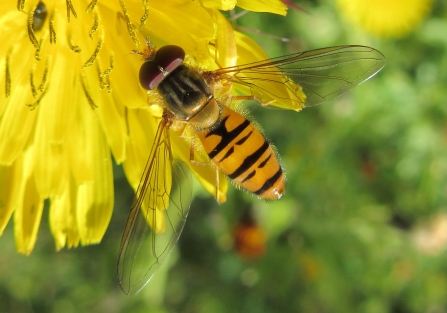 Yellow/orange and black-striped marmalade hoverfly by Bob Gillmor