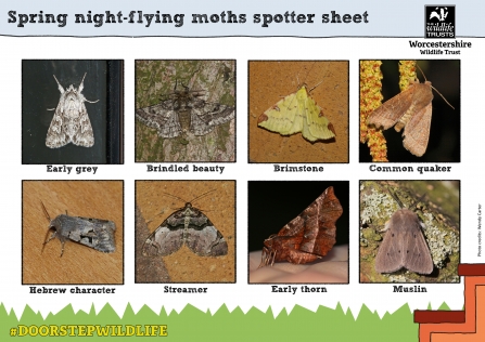 8 common Worcestershire moths to spot