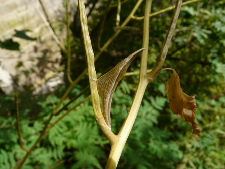 Orange-tip chrysalis attached to a twig by Brett Westwood