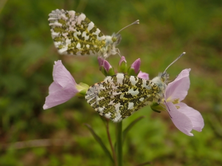 Orange-tip butterflies on lady's smock flowers by Brett Westwood