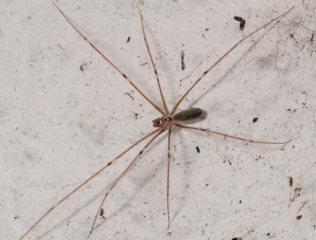 Daddy longlegs spider - small body, long legs - by Gary Farmer