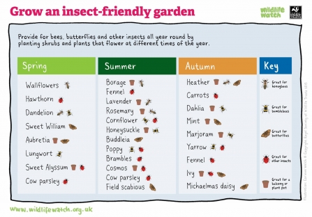 List of plants suitable for an insect-friendly garden