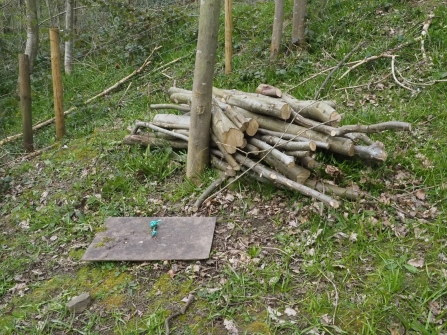 Logs and board providing a refuge for wildlife by Rosemary Winnall