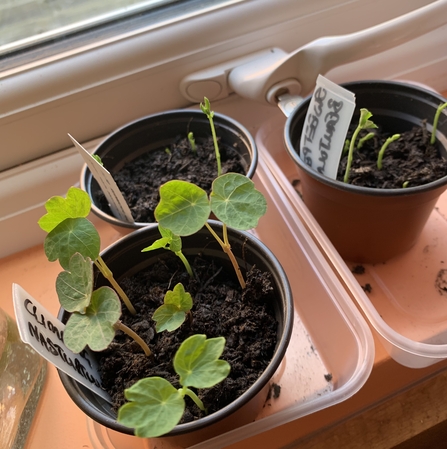 Seedlings on a window sill by Anne Williams