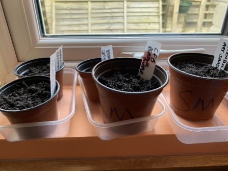 Seeds in pots on a window sill by Anne Williams