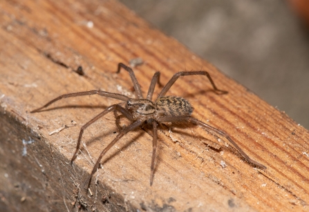  House spider on a piece of wood by Gary Farmer