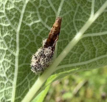 Caterpillar that has been killed by fungi, showing fungal growth by Anne Williams
