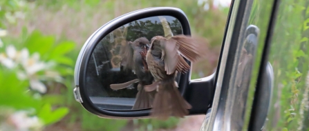 Dunnock fighting with his reflection in a car mirror by Rosemary Winnall