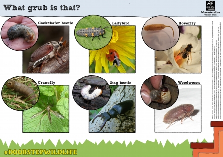 What grub is that? spotter sheet with pics of larvae and adults