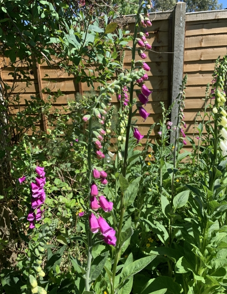 Foxgloves in a garden by Anne Williams