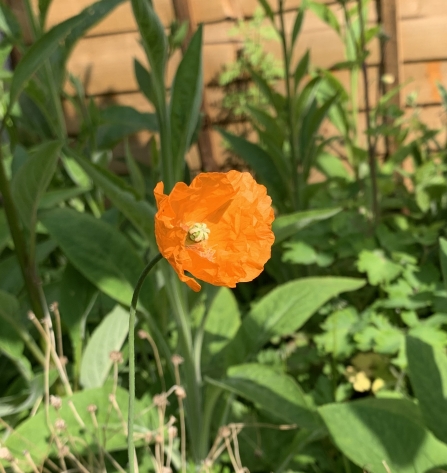 Orange poppy by Anne Williams
