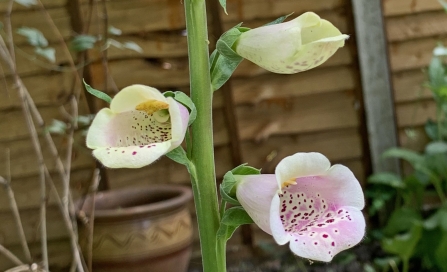 Pale pink foxgloveflowers at different stages of opening by Anne Williams