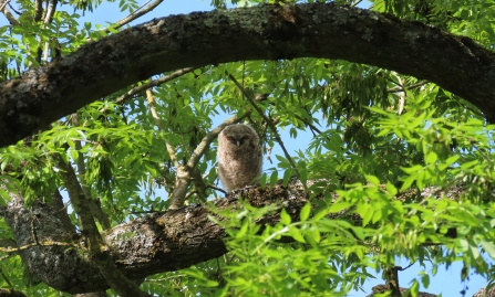 Juvenile tawny owl sitting on a branch, looking at the camera by Rosemary Winnall