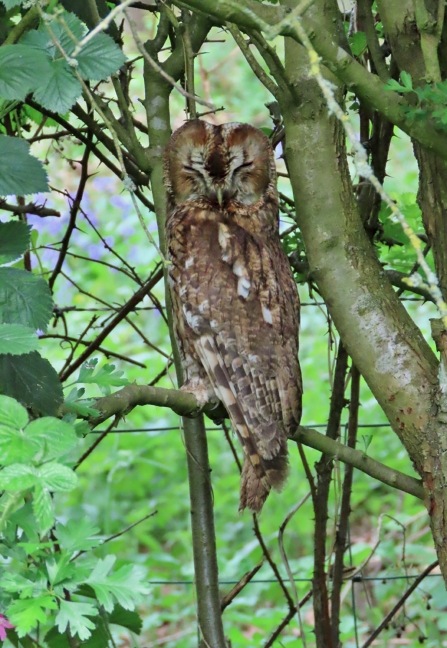 Tawny owl sitting on branch by Rosemary Winnall
