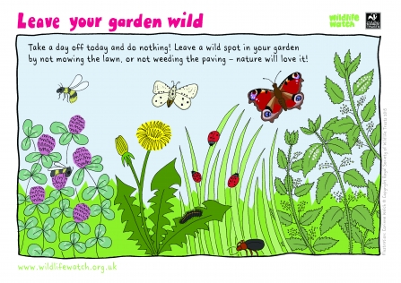 Wild Garden - no mow