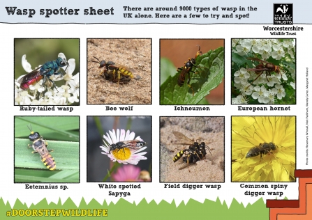 Wasp spotter sheet