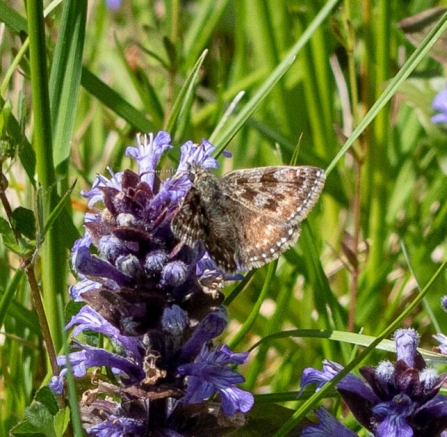 Brown/grey dingy skipper butterfly on purple bugle flowers by Steve Horton