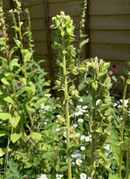 Foxgloves that have finished flowering by Anne Williams